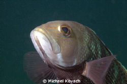 Black Sea Bass about 30 yards off the beach and a little ... by Michael Kovach 